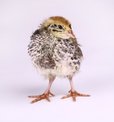 Japanese Quail Chicks