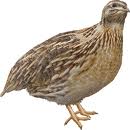 Japanese Quail