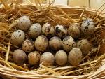 Japanese Quails Eggs